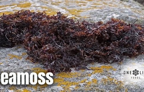 Seamoss: A Nutrient-Rich Superfood for Optimal Health