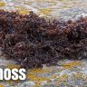 Seamoss: A Nutrient-Rich Superfood for Optimal Health