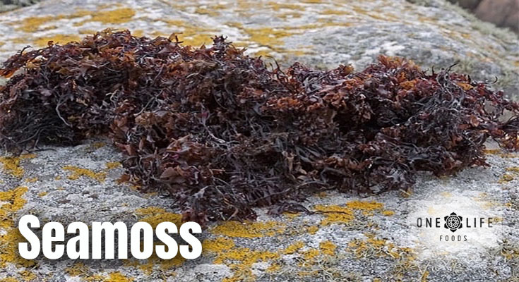 Seamoss: A Nutrient-Rich Superfood for Optimal Health